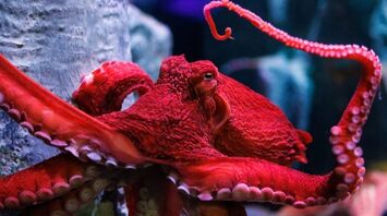 Explaining the Meaning of Octopus Dreams