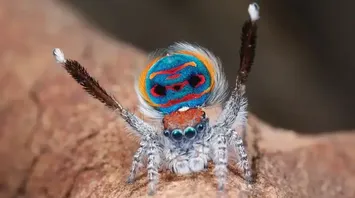 Spider Spirit Animal: What Does a Spider Symbolize?