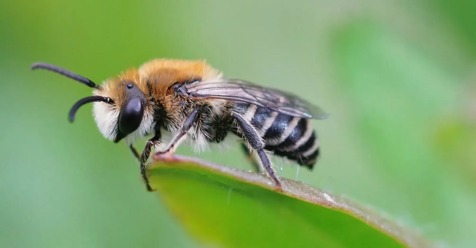 Bee Spirit Animal: What Does a Bee Symbolize?