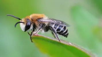 Bee Spirit Animal: What Does a Bee Symbolize?
