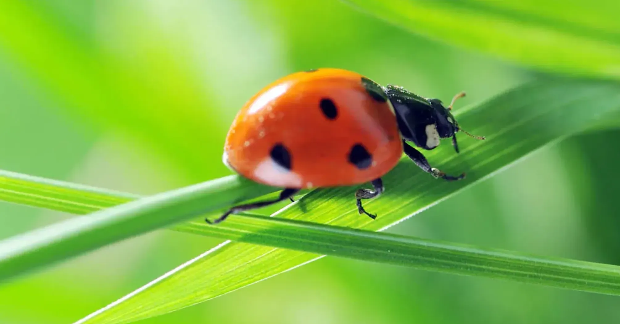 Ladybug Spirit Animal: Symbolism and Meaning