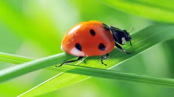 Ladybug Spirit Animal: Symbolism and Meaning