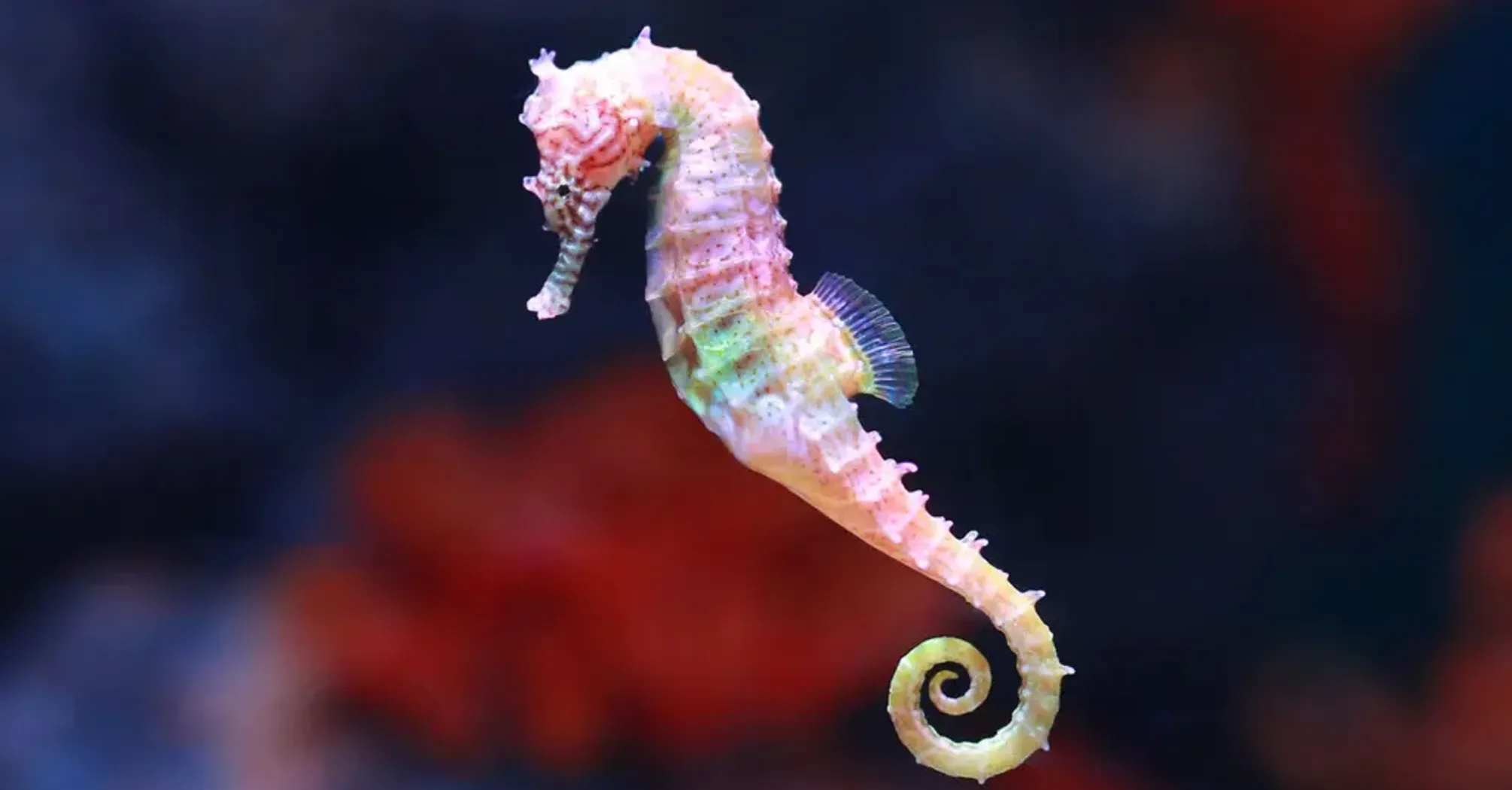 Seahorse Spirit Animal: Symbolism and Spiritual Significance