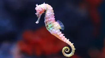 Seahorse Spirit Animal: Symbolism and Spiritual Significance
