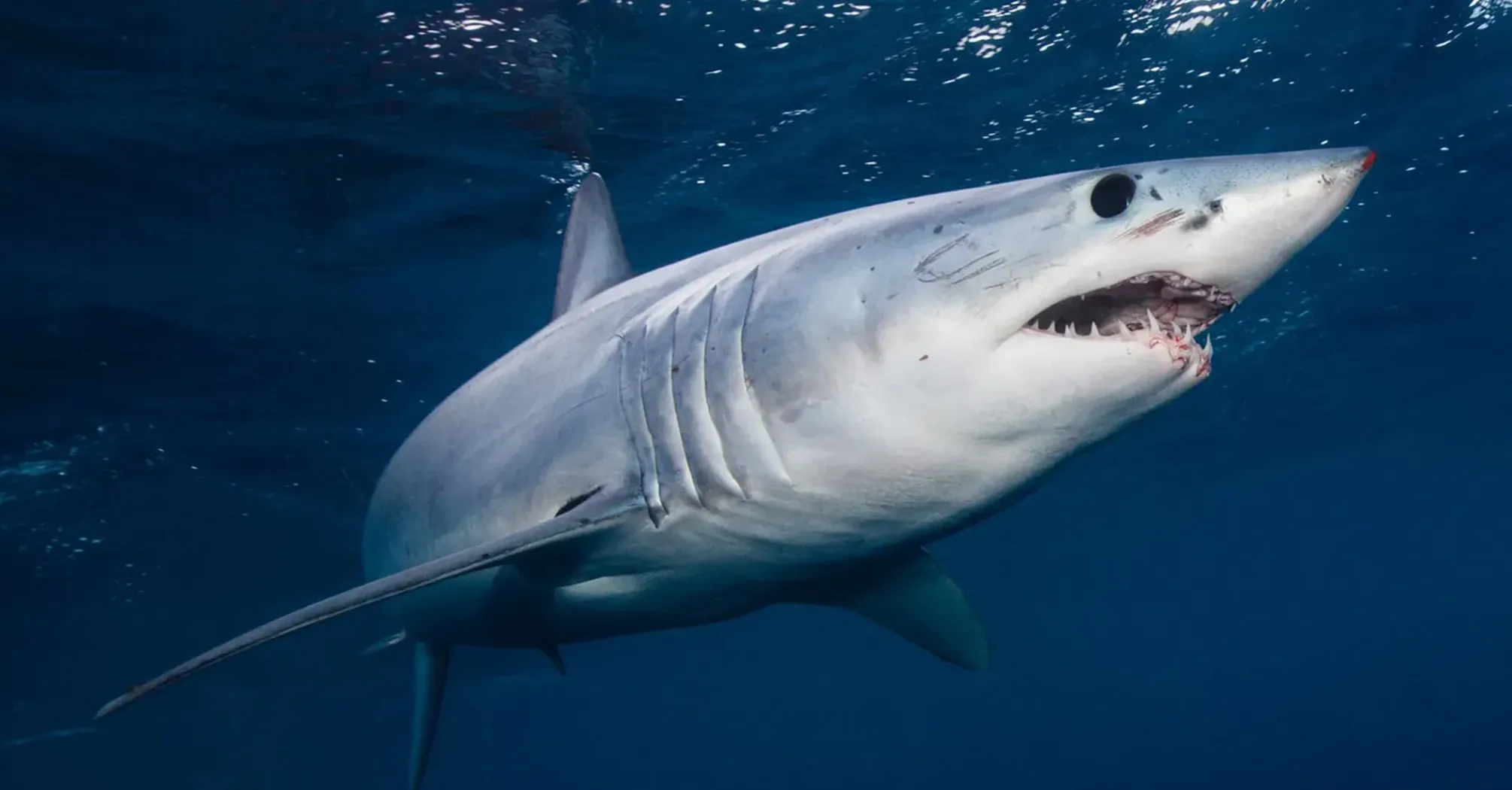 Shark Spirit Animal: What Does a Shark Symbolize?