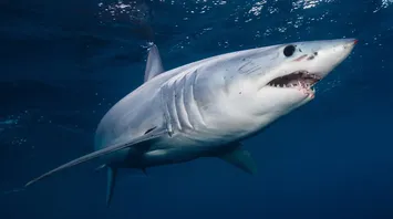 Shark Spirit Animal: What Does a Shark Symbolize?
