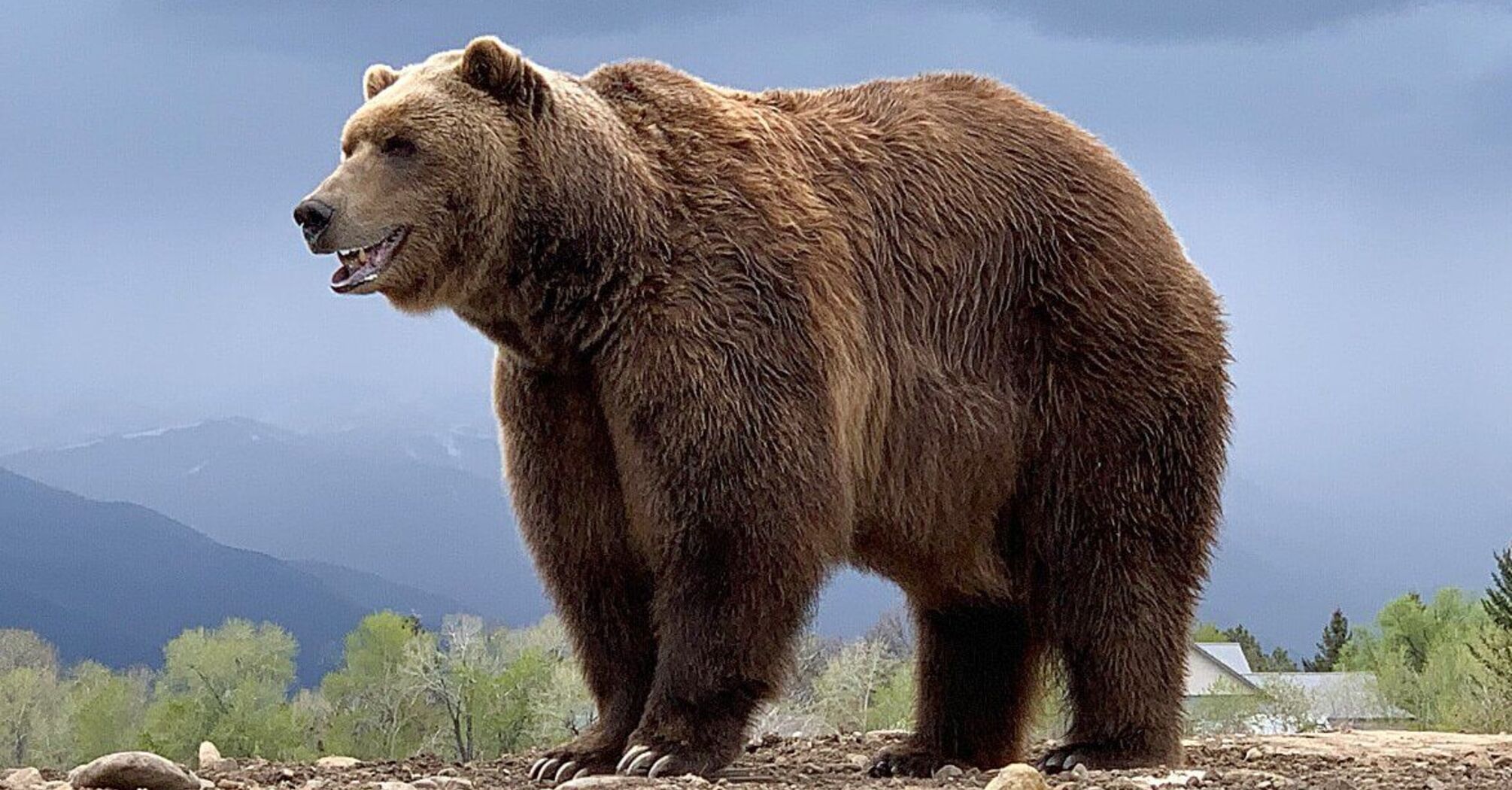 Bear Spirit Animal: What Does a Bear Symbolize?