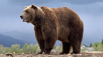 Bear Spirit Animal: What Does a Bear Symbolize?