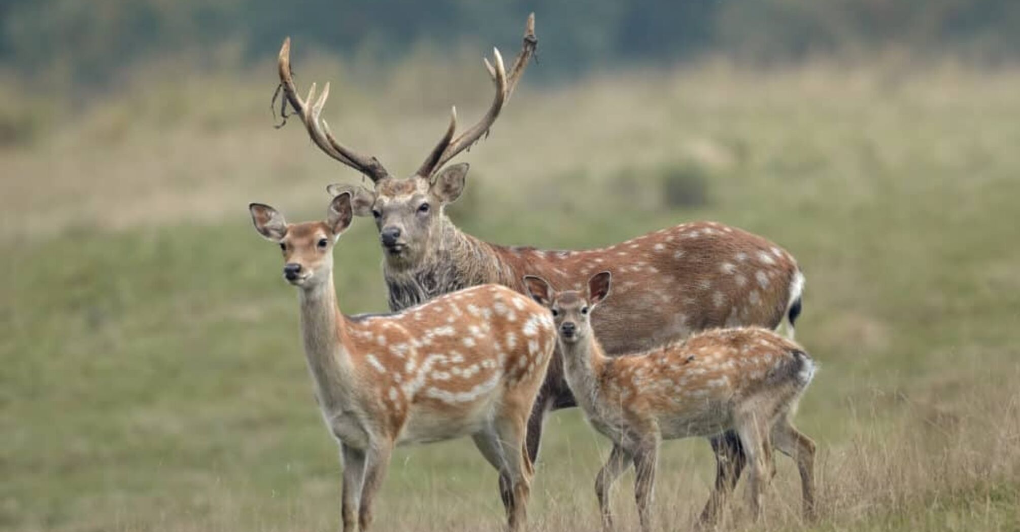 Deer Spirit Animal: What Does a Deer Symbolize?