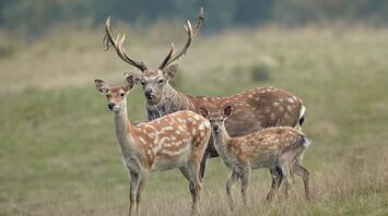 Deer Spirit Animal: What Does a Deer Symbolize?