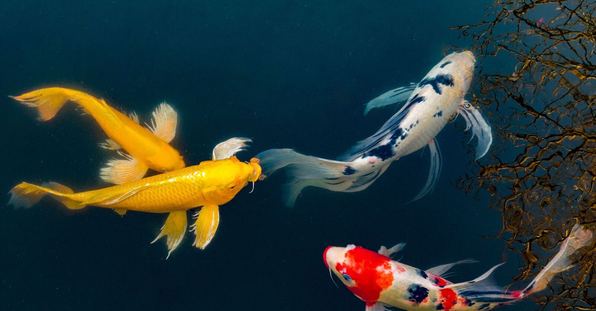 What does it mean to dream of koi fish?