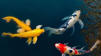 What does it mean to dream of koi fish?
