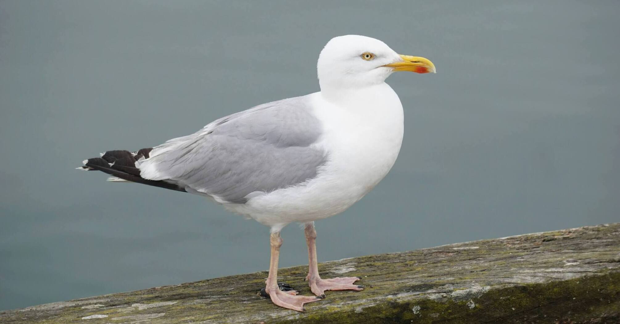 Seagull Spirit Animal: What Does a Seagull Symbolize?