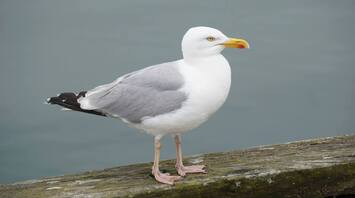 Seagull Spirit Animal: What Does a Seagull Symbolize?