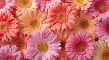 The Spiritual Meaning of Gerbera Daisy