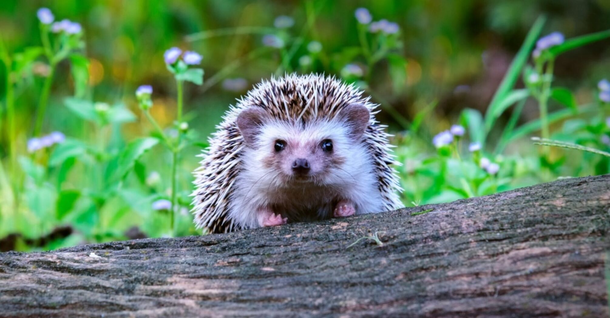 What Does a Hedgehog Mean in Your Dream?