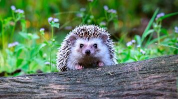 What Does a Hedgehog Mean in Your Dream?