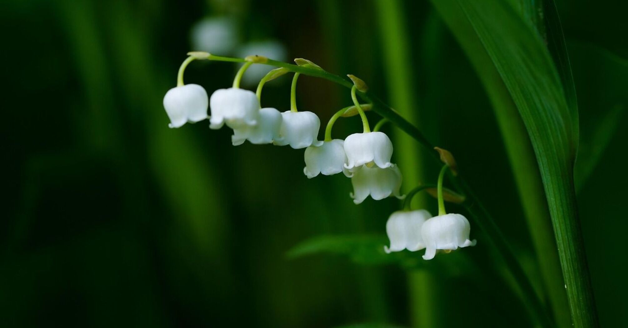 Lily of the Valley: Discovering the Spiritual Power of the Popular Plant