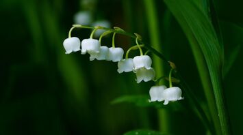 Lily of the Valley: Discovering the Spiritual Power of the Popular Plant