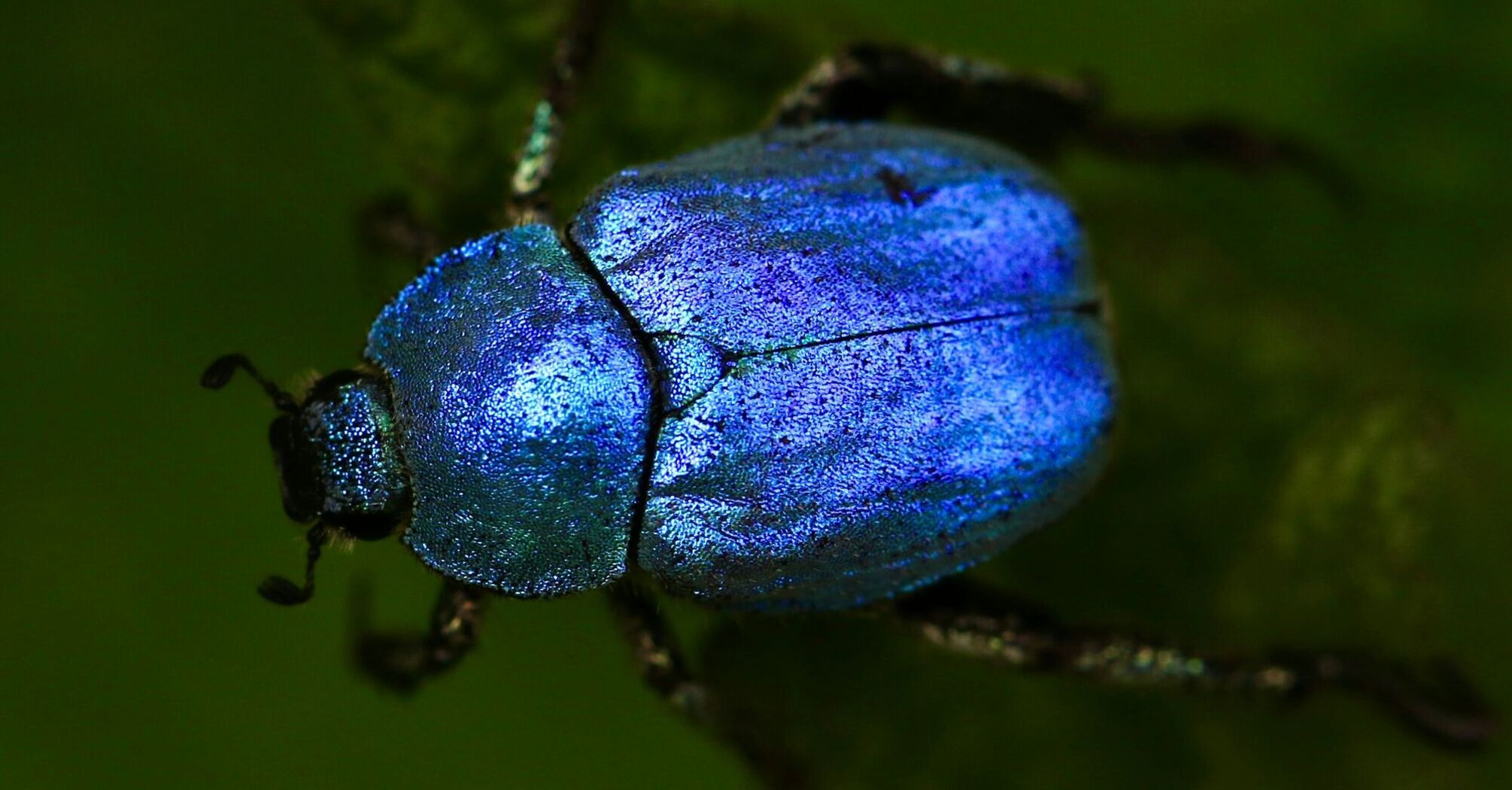 10 Spiritual Insights You Can Learn From Beetles