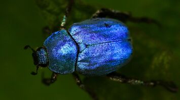 10 Spiritual Insights You Can Learn From Beetles