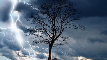 Spiritual Insights from a Lightning-Struck Tree: Change, Awakening & Energy