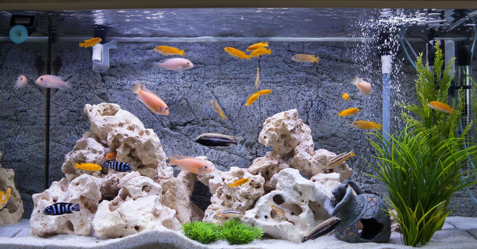 What Does a Fish Tank Represent in Your Dream?