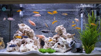 What Does a Fish Tank Represent in Your Dream?