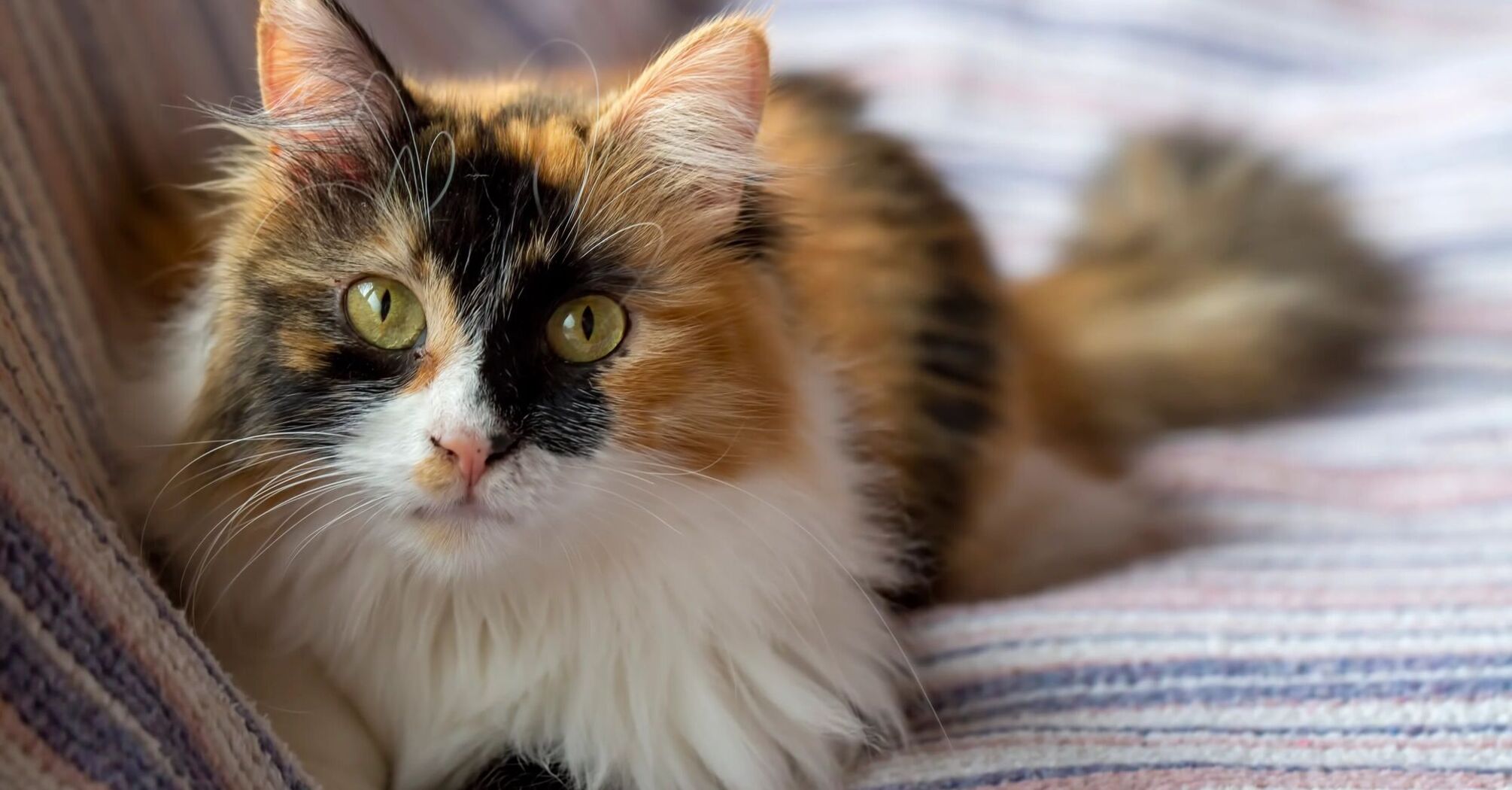 The Spiritual Meaning of Calico Cats