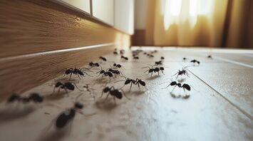 The Spiritual Meaning of Ants in Your Home: Signs & Symbolism