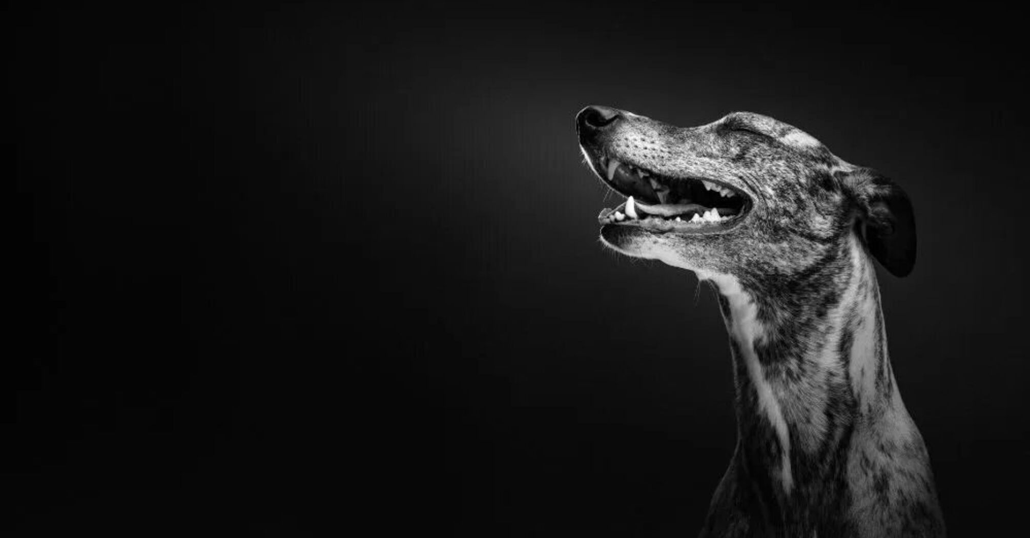 The Spiritual Meaning Behind Dogs Barking at Night