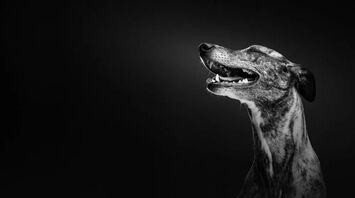 The Spiritual Meaning Behind Dogs Barking at Night