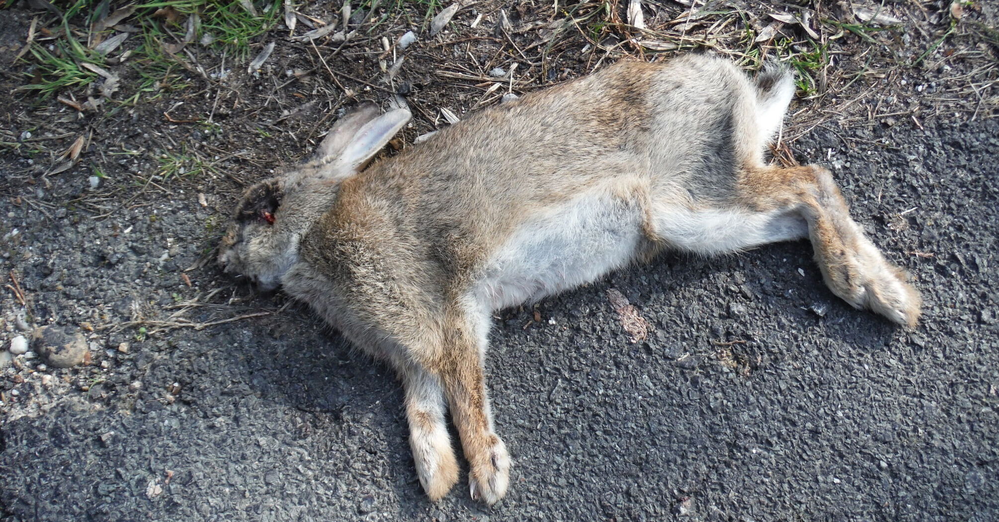 Spiritual Meanings of a Dead Rabbit