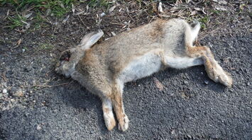 3 Spiritual Meanings of a Dead Rabbit