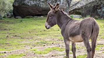 Donkey