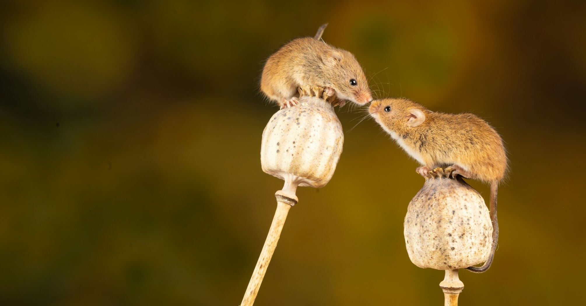 12 Spiritual Meanings of Mouse (Symbolism)