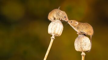 12 Spiritual Meanings of Mouse (Symbolism)