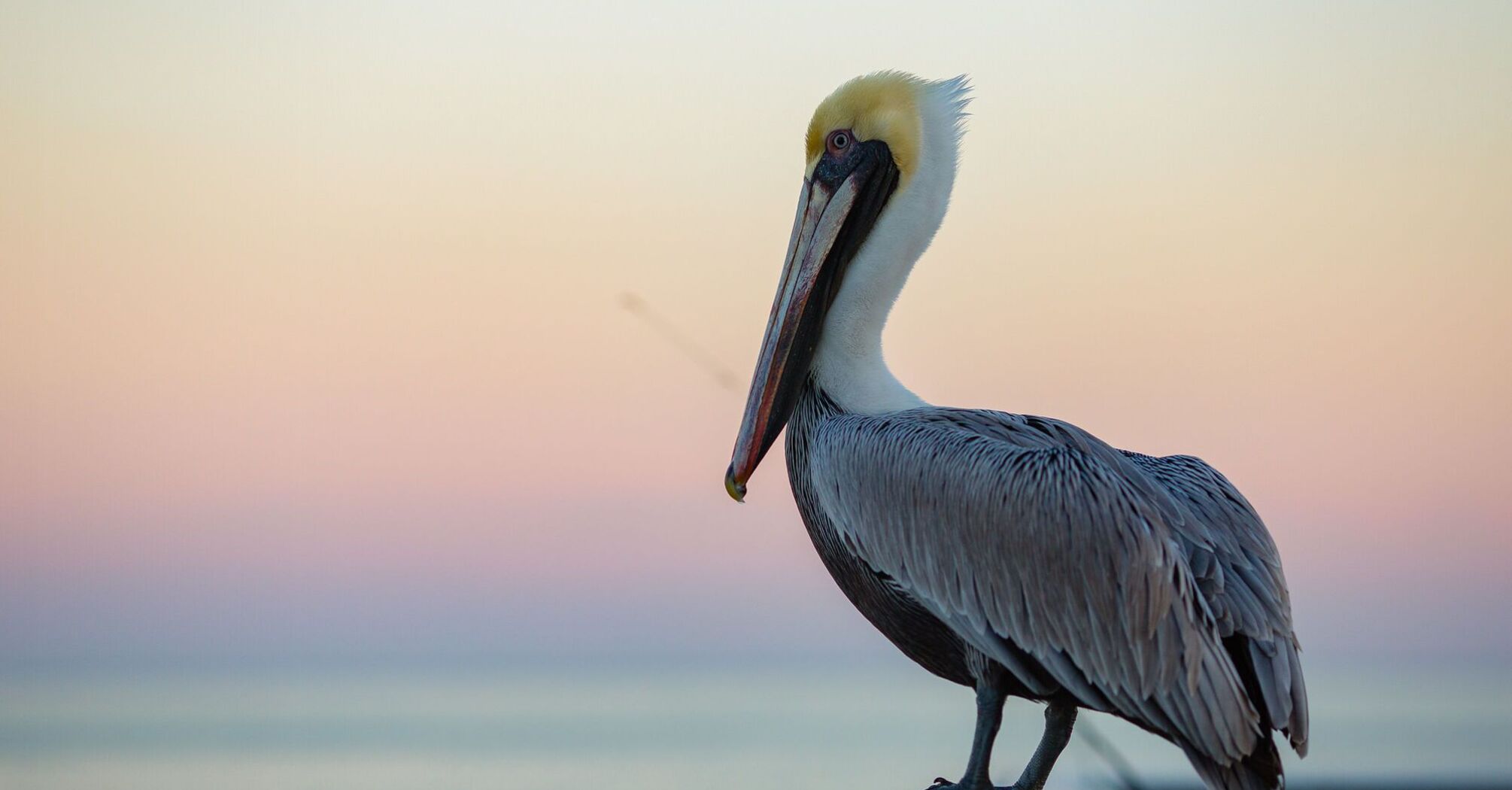 Spiritual Meaning and Symbolism of Pelican Dreams 