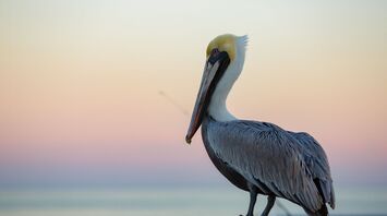 Spiritual Meaning and Symbolism of Pelican Dreams