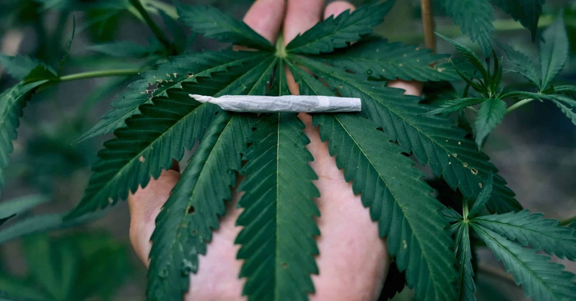 What Cannabis Means In Dreams Spiritual Meanings Of Marijuana In Dreams what-cannabis-means-in-dreams-spiritual-meanings-of-marijuana-in-dreams