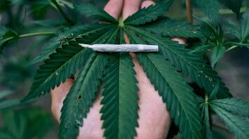 Dreaming About Marijuana? Here Is What it May Mean