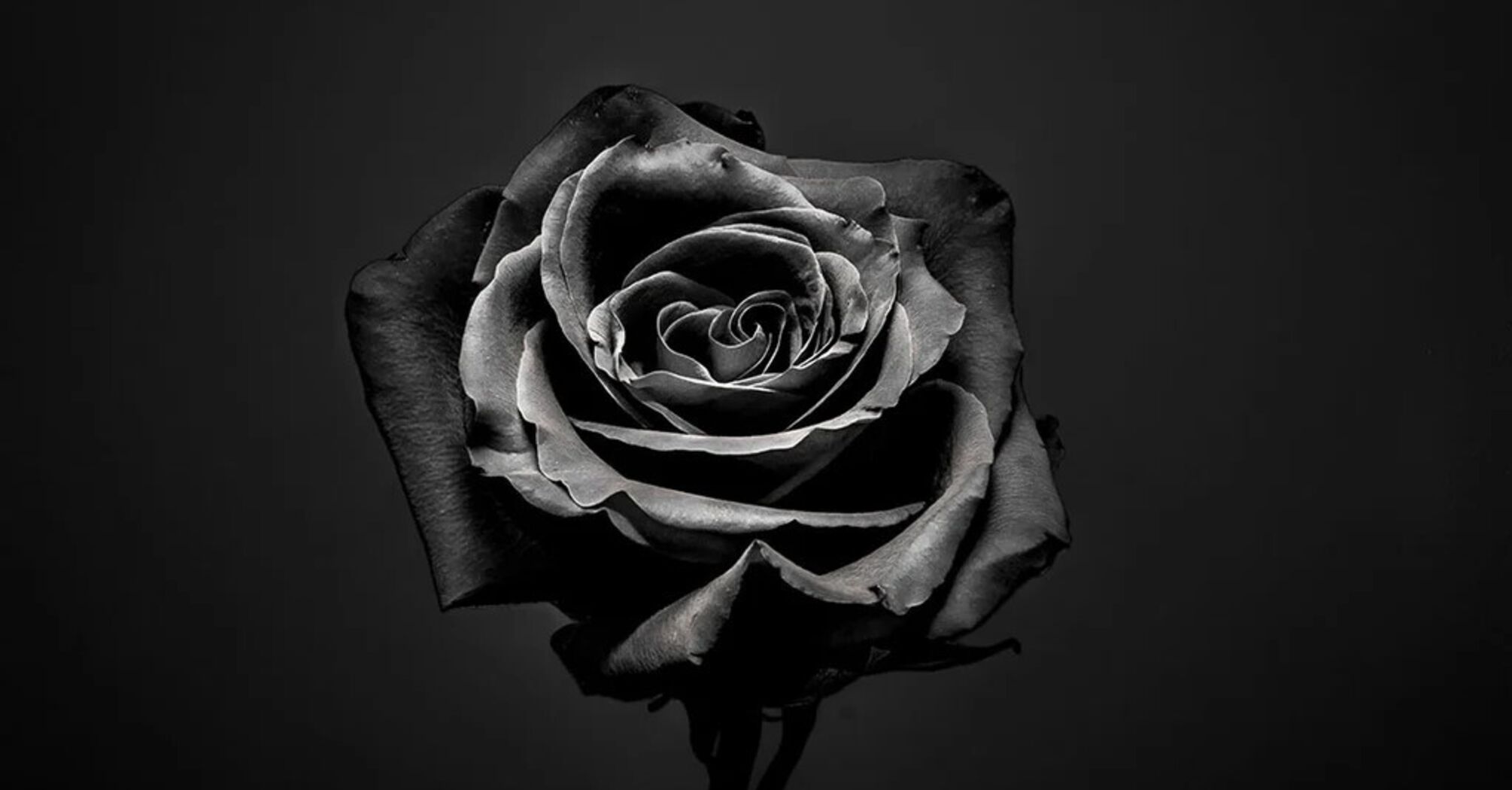 Black Rose