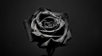 Black Rose
