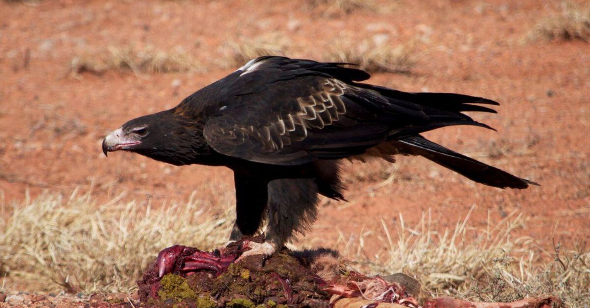 Spiritual Significance of Totem Animal Eagle