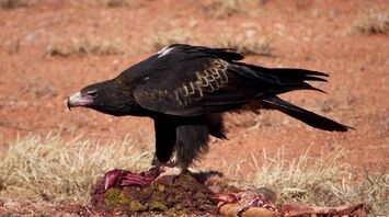 Spiritual Significance of Totem Animal Eagle