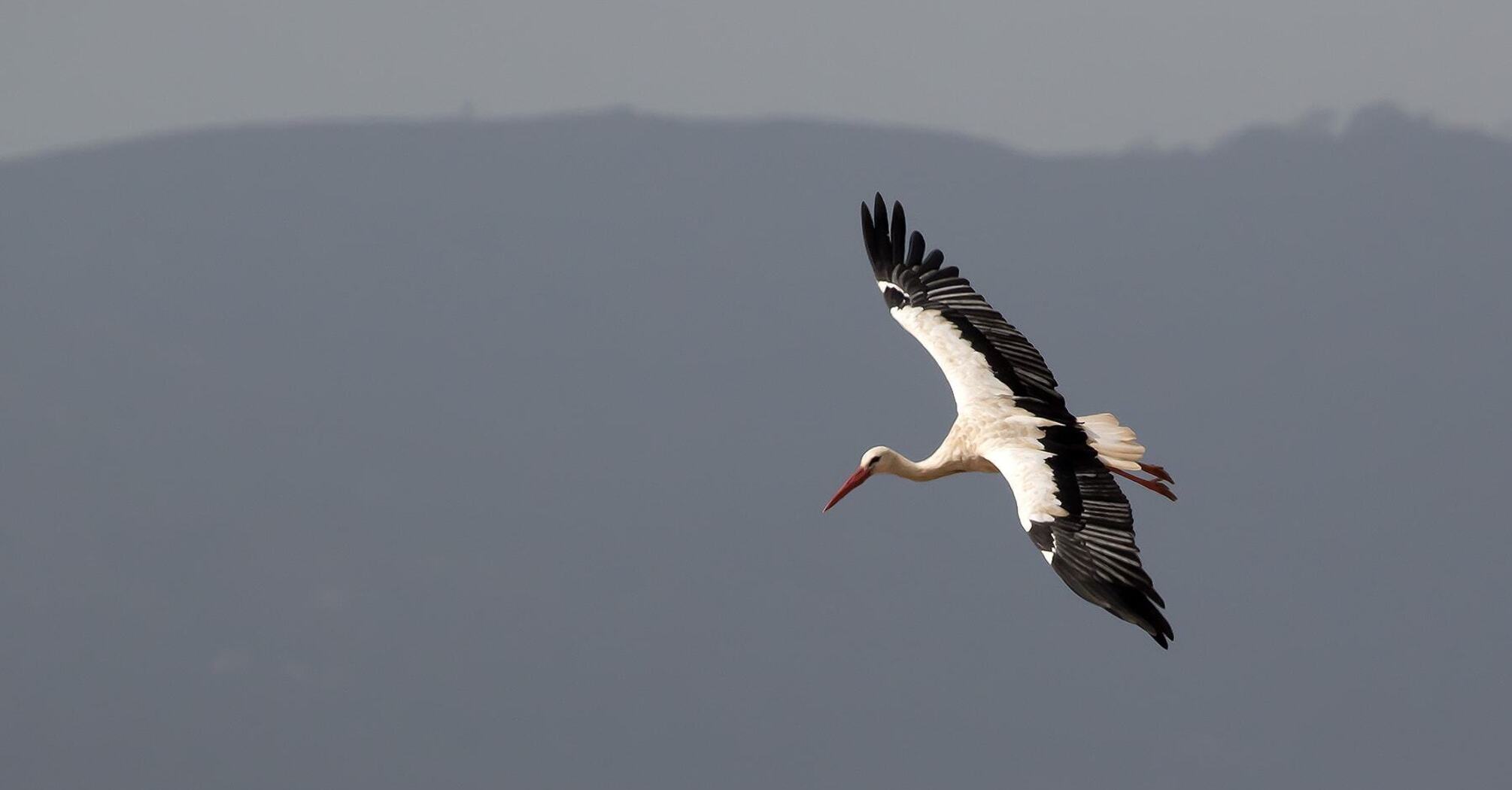 What Does It Mean When You See a Stork? Spiritual Insights Explained