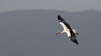 What Does It Mean When You See a Stork? Spiritual Insights Explained