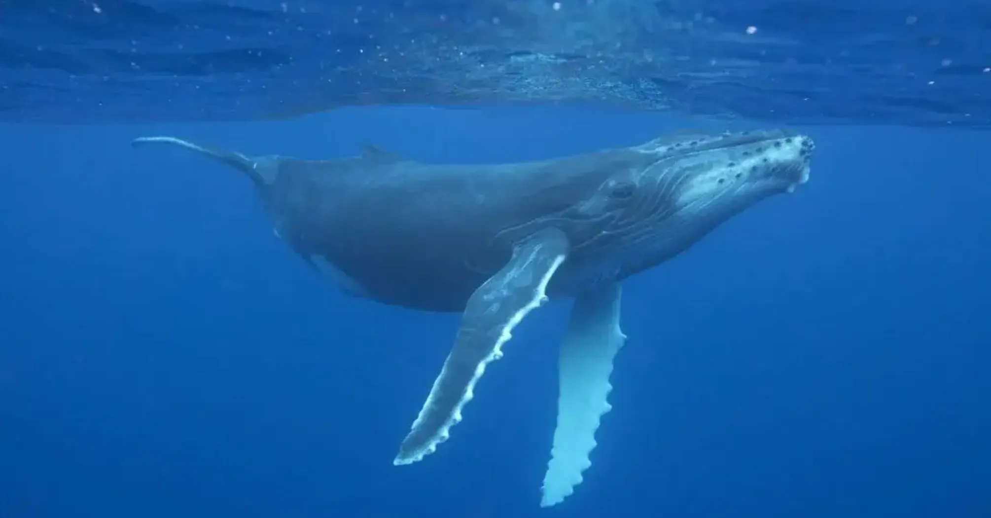 What Do Dreams About Whales Mean?