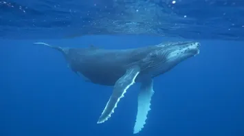 What Do Dreams About Whales Mean?