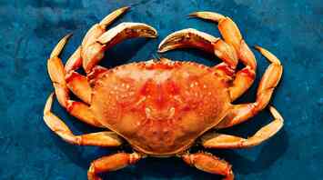 What Does It Mean to Dream About Crabs?